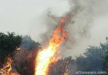 عامل اصلی آتش سوزی در جنگل‌ها و مراتع استان گردشگران هستند